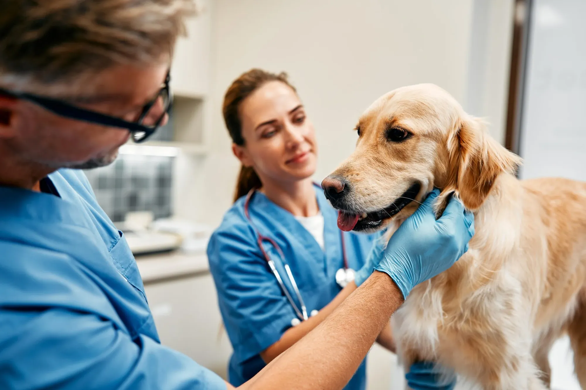 Vaccins, vermifuge... Gérer la santé de son chien sans prise de tête