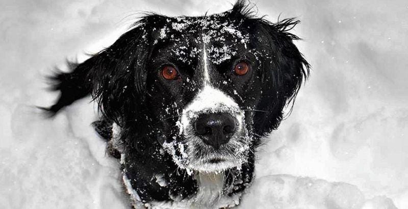 ❄️ Froid et Neige : Comment protéger votre chien en hiver ?